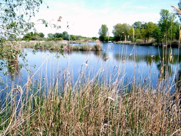 tozeg1