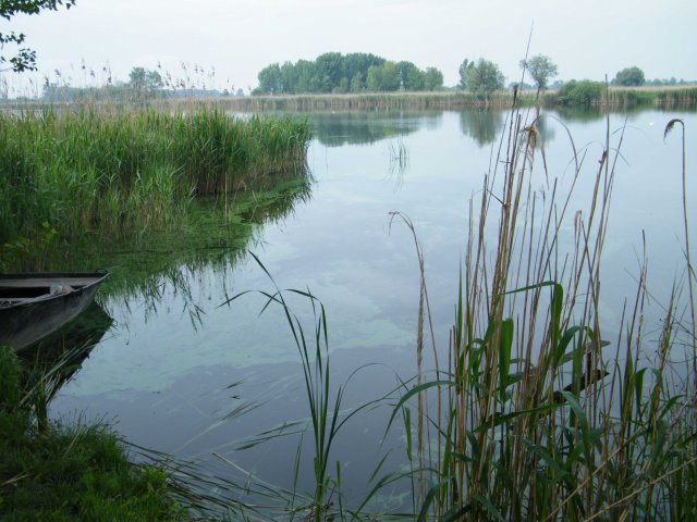 szm8